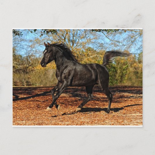 Carte Postale A travers les feuilles d'automne (Devant)