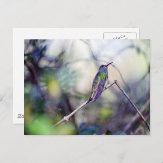 Carte postale à ventre cassé (Devant / Derrière)