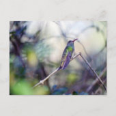 Carte postale à ventre cassé (Devant)