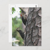 Carte postale à ventre rouge pour hommes et jeunes (Devant / Derrière)