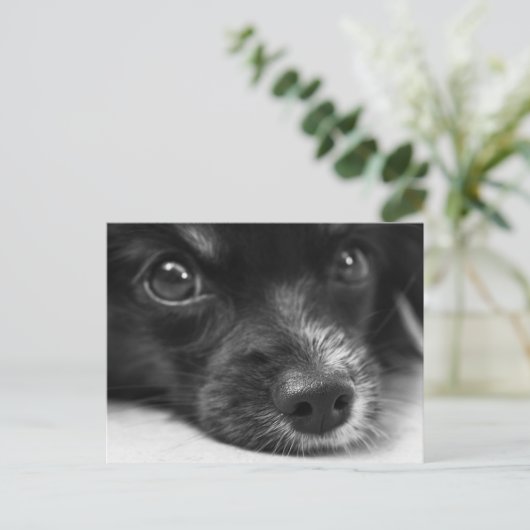 Carte postale à visage de chiot mignon (Debout devant)