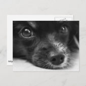 Carte postale à visage de chiot mignon (Devant / Derrière)