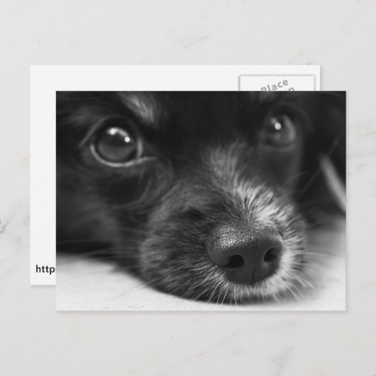 Carte postale à visage de chiot mignon (Devant / Derrière)