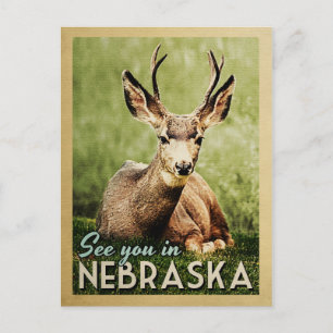 Carte Postale À Voir Dans Nebraska - Stag Deer Wildlife