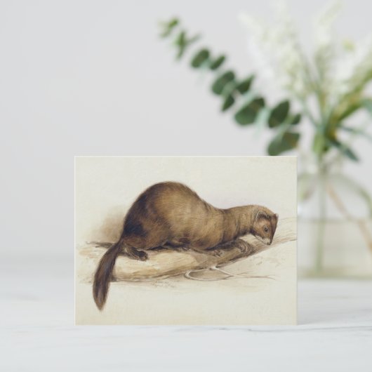 Carte Postale A Weasel, 1832 (avec stylo, encre, gouache et gomm (Debout devant)