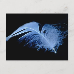 Carte Postale A whisper of a feather