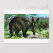 Carte Postale Aardvark (Devant)
