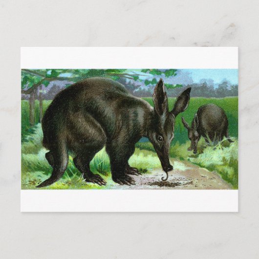 Carte Postale Aardvark (Devant)