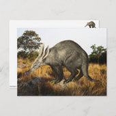 Carte Postale Aardvark (Devant / Derrière)