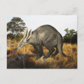 Carte Postale Aardvark (Devant)
