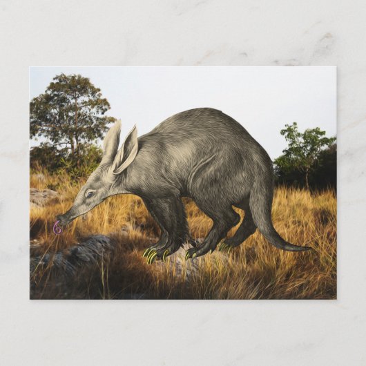Carte Postale Aardvark (Devant)
