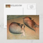 Carte postale Aardvarks (Devant / Derrière)