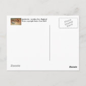 Carte postale Aardvarks (Dos)