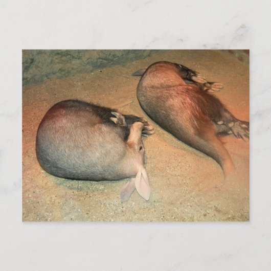 Carte postale Aardvarks (Devant)