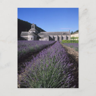 Carte Postale Abbaye de Sénanque, Gordes, Vaucluse, Provence,