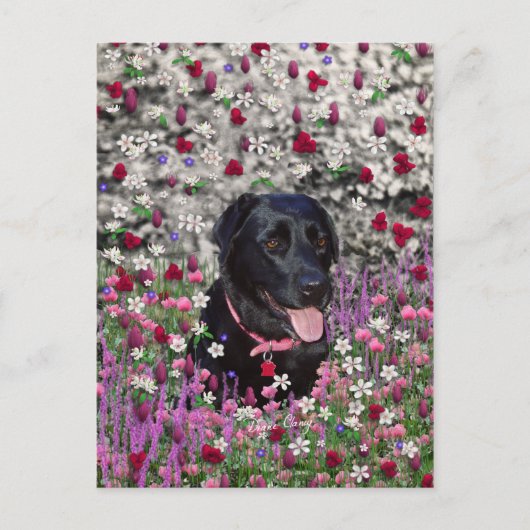 Carte Postale Abby en Fleurs - Chien de laboratoire noir (Devant)