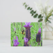 Carte postale Abe Aware (Debout devant)