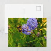 Carte Postale Abee (Devant / Derrière)