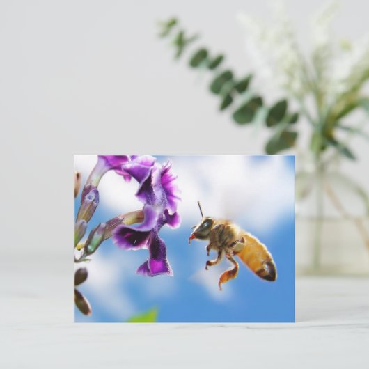 Carte Postale Abee (Debout devant)