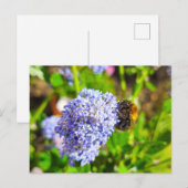 Carte Postale Abee (Devant / Derrière)