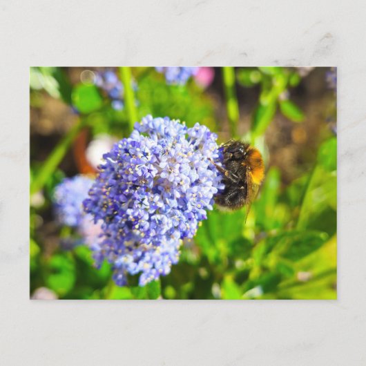 Carte Postale Abee (Devant)