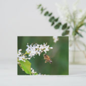 Carte Postale Abee (Debout devant)