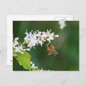 Carte Postale Abee (Devant / Derrière)