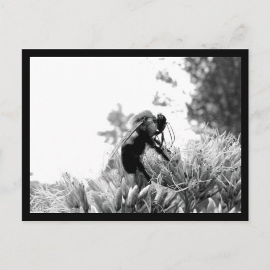 Carte Postale Abee (Devant)