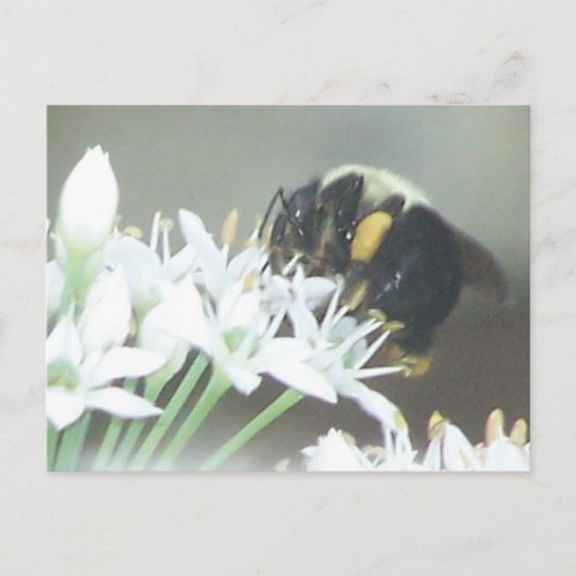 Carte Postale Abee (Devant)