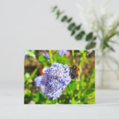 Carte Postale Abee (Debout devant)