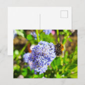 Carte Postale Abee (Devant / Derrière)
