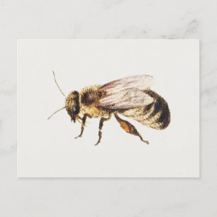 Carte Postale Abee des études de neuf insectes, Jan van Kessel