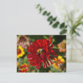 Carte postale Abee et Red Zinnia (Debout devant)
