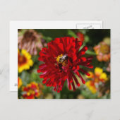 Carte postale Abee et Red Zinnia (Devant / Derrière)