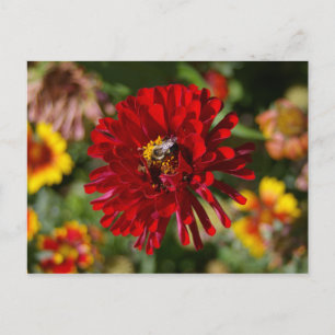 Carte postale Abee et Red Zinnia