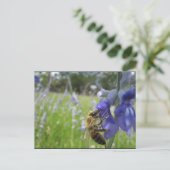 Carte Postale Abeille 4 occupée (Debout devant)