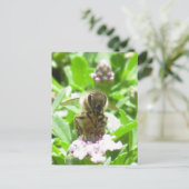 Carte postale – Abeille à miel sur fleur (Debout devant)
