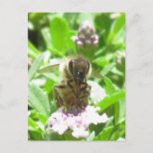 Carte postale – Abeille à miel sur fleur (Devant)
