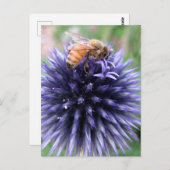 Carte Postale Abeille à Miel sur Fleur de Chardon Globe Pourpre (Devant / Derrière)