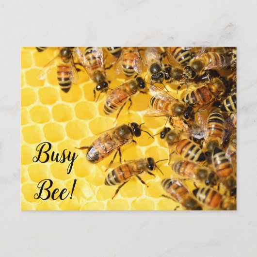 Carte Postale Abeille active, Bourdon, Rucher (Devant)