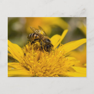 Carte Postale Abeille africaine de miel avec Sacs de pollen nour