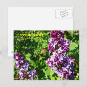 Carte postale Abeille aime les lilas  (Devant / Derrière)
