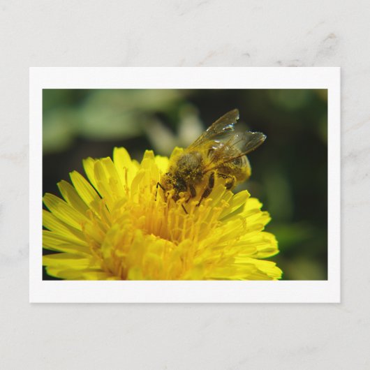 Carte postale Abeille au travail (Devant)