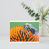 Carte Postale Abeille couverte de pollen sur une Echinacea (Debout devant)