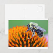 Carte Postale Abeille couverte de pollen sur une Echinacea (Devant / Derrière)