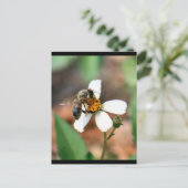 Carte postale Abeille de miel (Debout devant)