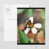 Carte postale Abeille de miel (Devant / Derrière)