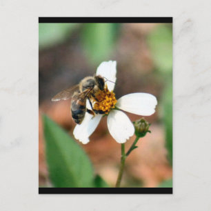 Carte postale Abeille de miel