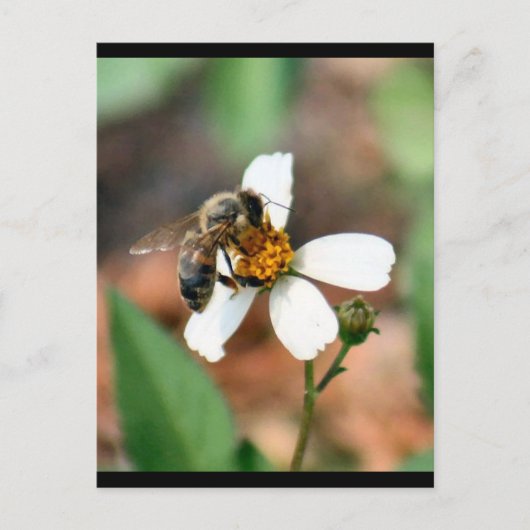Carte postale Abeille de miel (Devant)