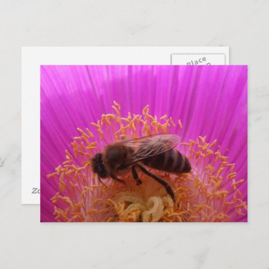 Carte postale Abeille de miel (Devant / Derrière)